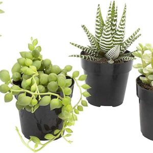 Assorted Live Succulent Plants Pack