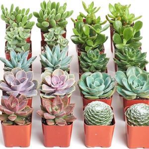 Assorted Mini Succulent Plant Collection Pack