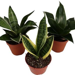 Assorted Snake Plant Variety from California