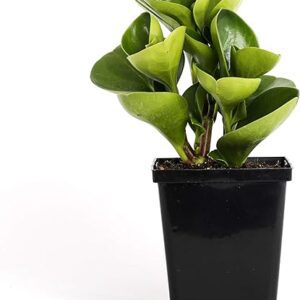 Baby Rubber Plant Easy Houseplant