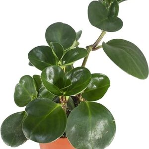 Baby Rubber Plant in 4'' Pot