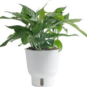 Baltic Blue Pothos Plant in Pot