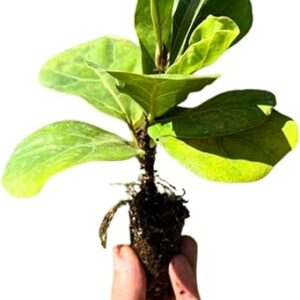 Bare Root Fiddle Leaf Fig Plant