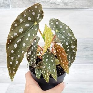 Begonia Maculata Angelwing in 4 inch pot