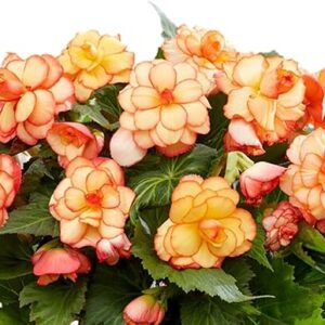 Begonia 'Picotee Sunburst' Bulbs - Yellow-Pink Blooms