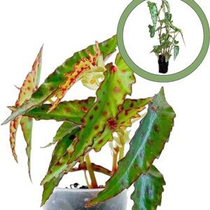 Begonia Polka Dot Starter Plant