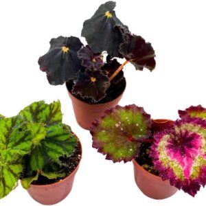 Begonia Rex Assortment in 2 inch pots