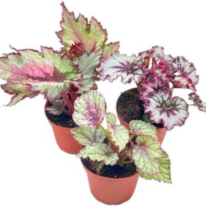 Begonia Rex Assortment in 4 inch pots