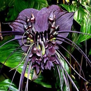 Black Bat Flower Live Starter Plant