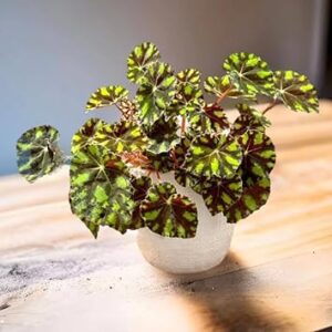 Black Green Begonia Indoor House Plant