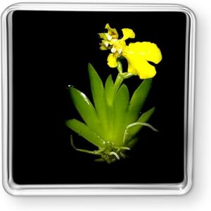 Bloomify Live Orchid Picture, Maintenance Free