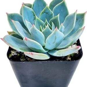 Blue Echeveria Succulent - Unique Decor