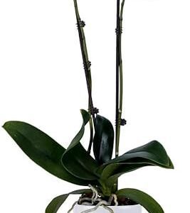 Blue Orchid Plant with Fresh Blooms