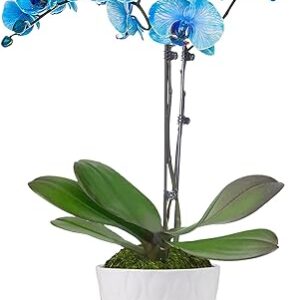 Blue Watercolor Orchid in White Pot