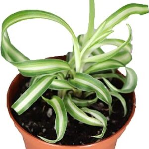 Bonnie Curly Spider Plant - 2''