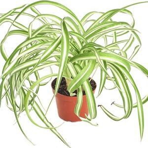 'Bonnie' Curly Spider Plant in 4" Pot