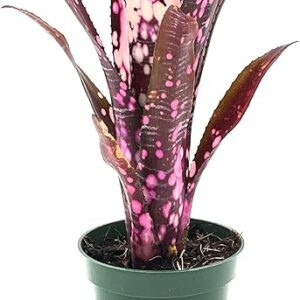 Bromeliad Hallelujah Pup, 6-12" - Live