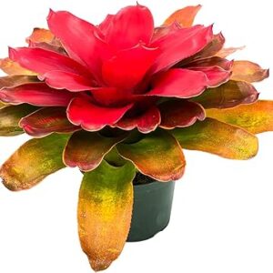 Bromeliad Neoregelia Tangerine Live Plant