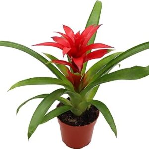 Bromeliad Red/Orange 4'' California Tropicals