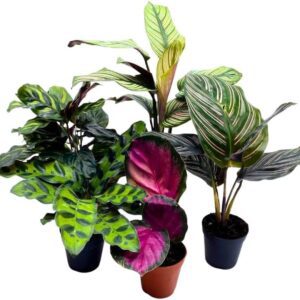 BubbleBlooms Calathea Assortment Set