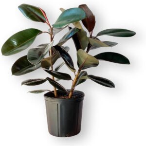 Burgundy Ficus Live Plant in Pot