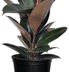 Burgundy Rubber Ficus Plant, Easy Care