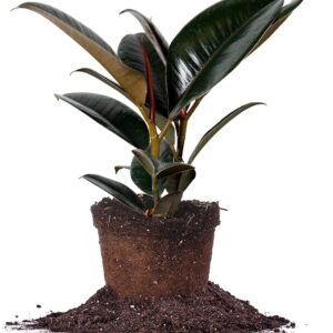 Burgundy Rubber Plant in 6in Pot