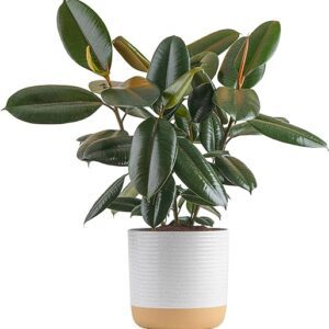 Burgundy Rubber Plant in Decor Planter