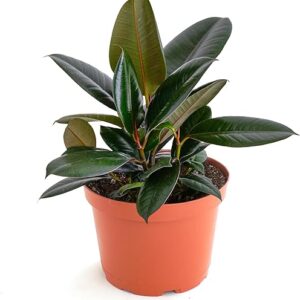 Burgundy Rubber Tree Indoor Floor Plant