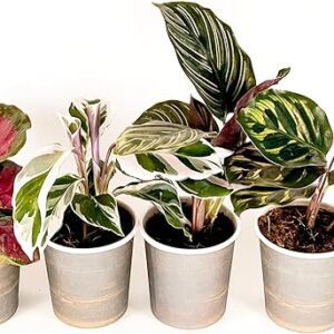 Calathea Collection: 4PK Live Indoor Plants