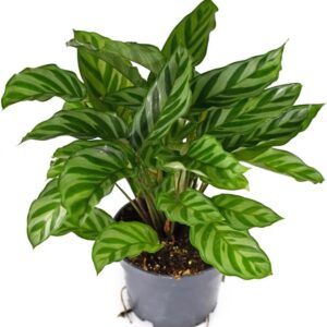 Calathea Concinna Freddie Indoor Plant