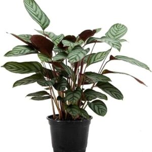 Calathea Ctenanthe Exotica in 6-Inch Pot