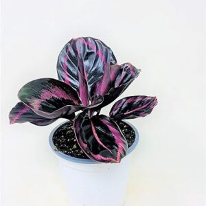 Calathea Dottie - Easy Care Houseplant