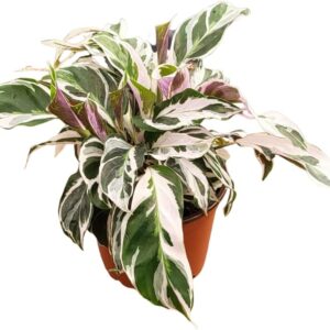 Calathea Fusion White Live Plant