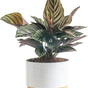 Calathea Live Plant in Ceramic Pot