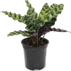 Calathea Live Prayer Plant Indoor Houseplant