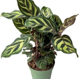 Calathea Makoyana: Live, Easy Care Houseplant