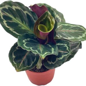 Calathea Medallion in 4 inch Pot