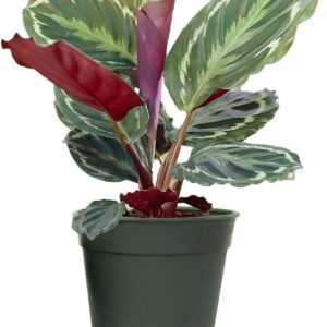 Calathea Medallion Live Indoor Houseplant