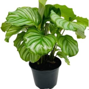 Calathea Orbifolia Live Indoor Houseplant