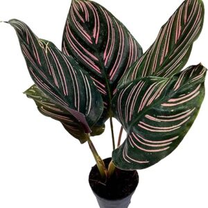 Calathea Ornata in 2 inch Pot