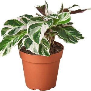 Calathea 'White Fusion' Live Indoor Plant