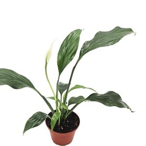 California Tropicals 3" Peace Lily