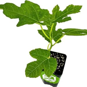 Celeste Fig Tree Live Plant - Starter