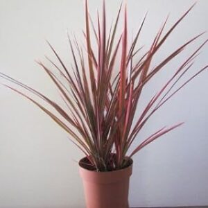 Colorama Dracaena Marginata - Tri-Color Houseplant