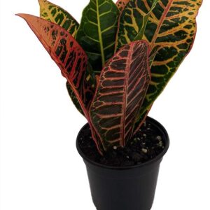 Colorful Croton House Plant - 3.5