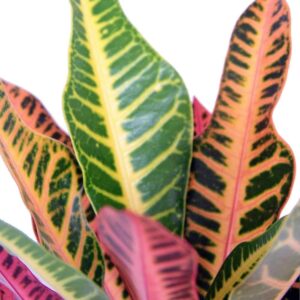 Colorful Croton House Plant - Easy Grow