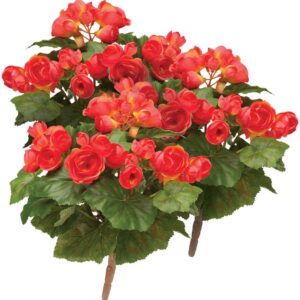 Coral Begonia Bush, Set of 3