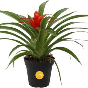 Costa Farms Bromeliad Indoor Flowering Plant