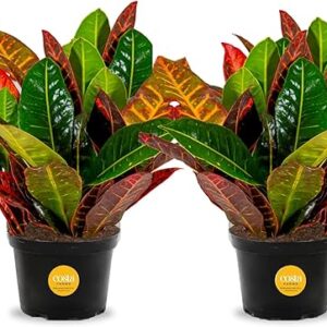 Costa Farms Croton Petra Live Plants